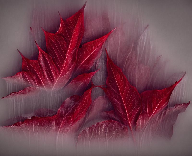 00462-3008470629-there are two leaves that are covered in ice on a table, rendred in redshift, rose background, inspired by Kim Keever, blood red.jpg